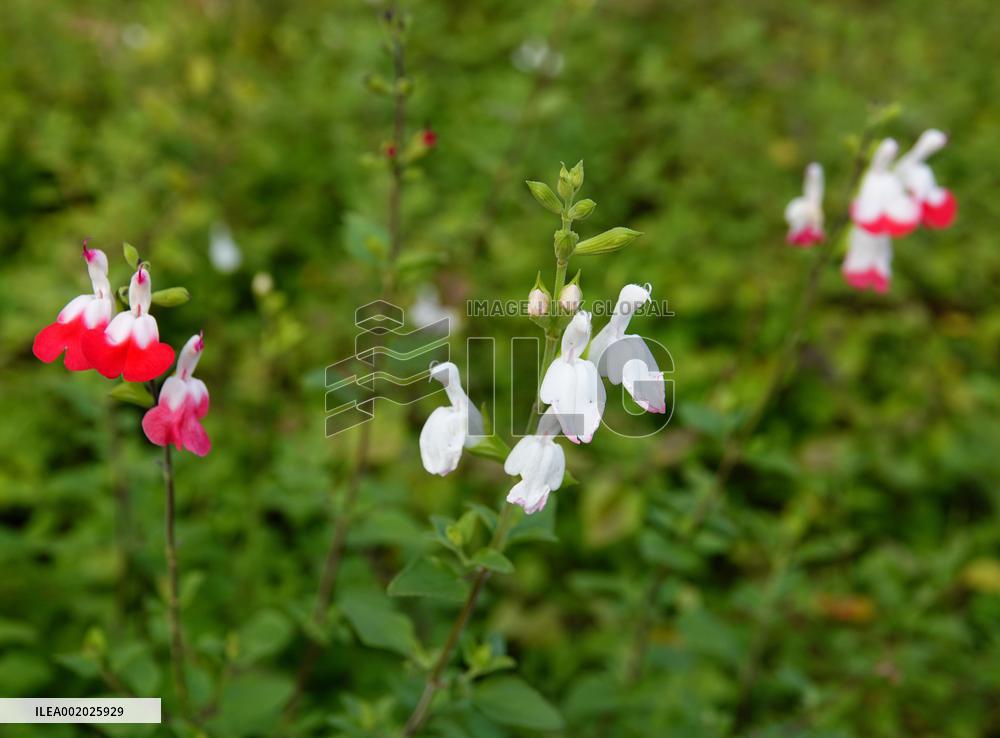 Flowers Look Like Birds in Yichang