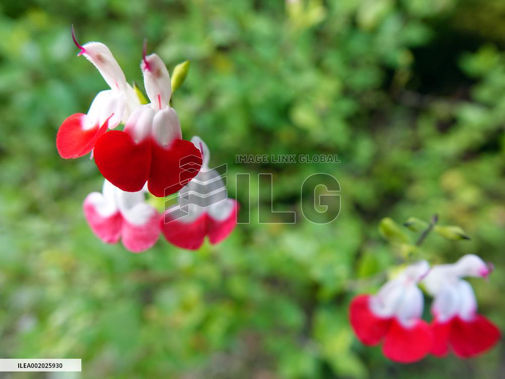 Flowers Look Like Birds in Yichang