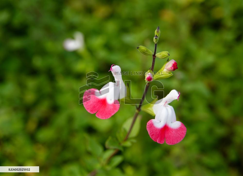 Flowers Look Like Birds in Yichang