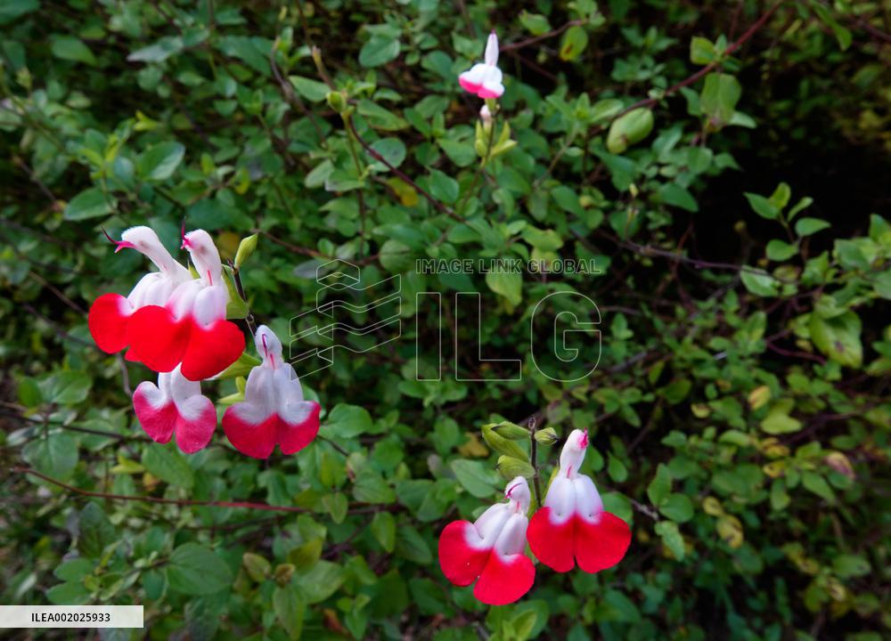 Flowers Look Like Birds in Yichang
