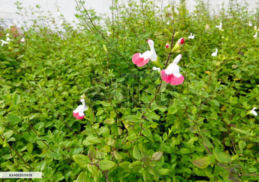 Flowers Look Like Birds in Yichang