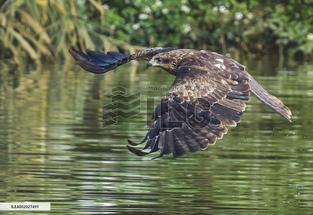 Black-eared Kite