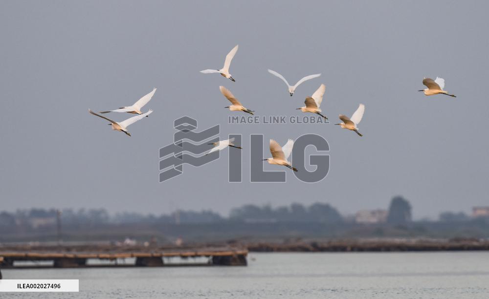 Egrets Fly at Sunset