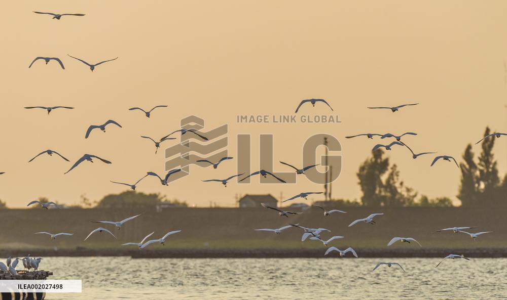 Egrets Fly at Sunset