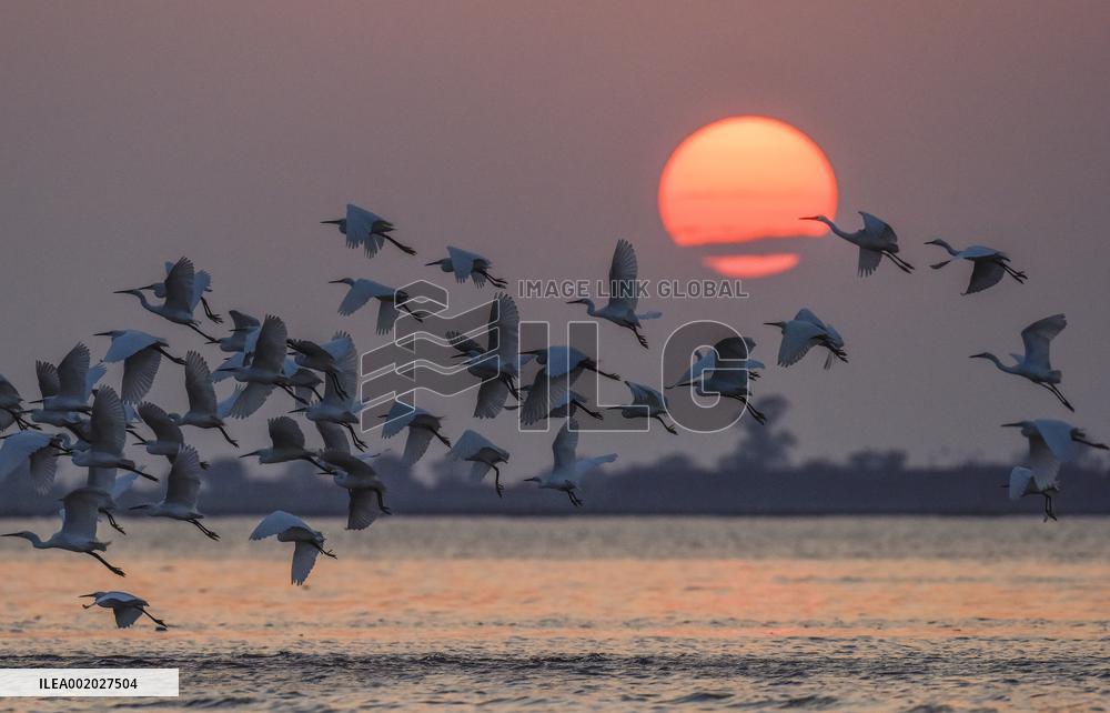 Egrets Fly at Sunset