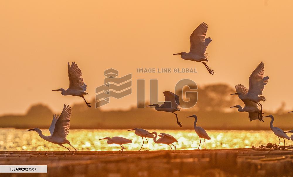 Egrets Fly at Sunset