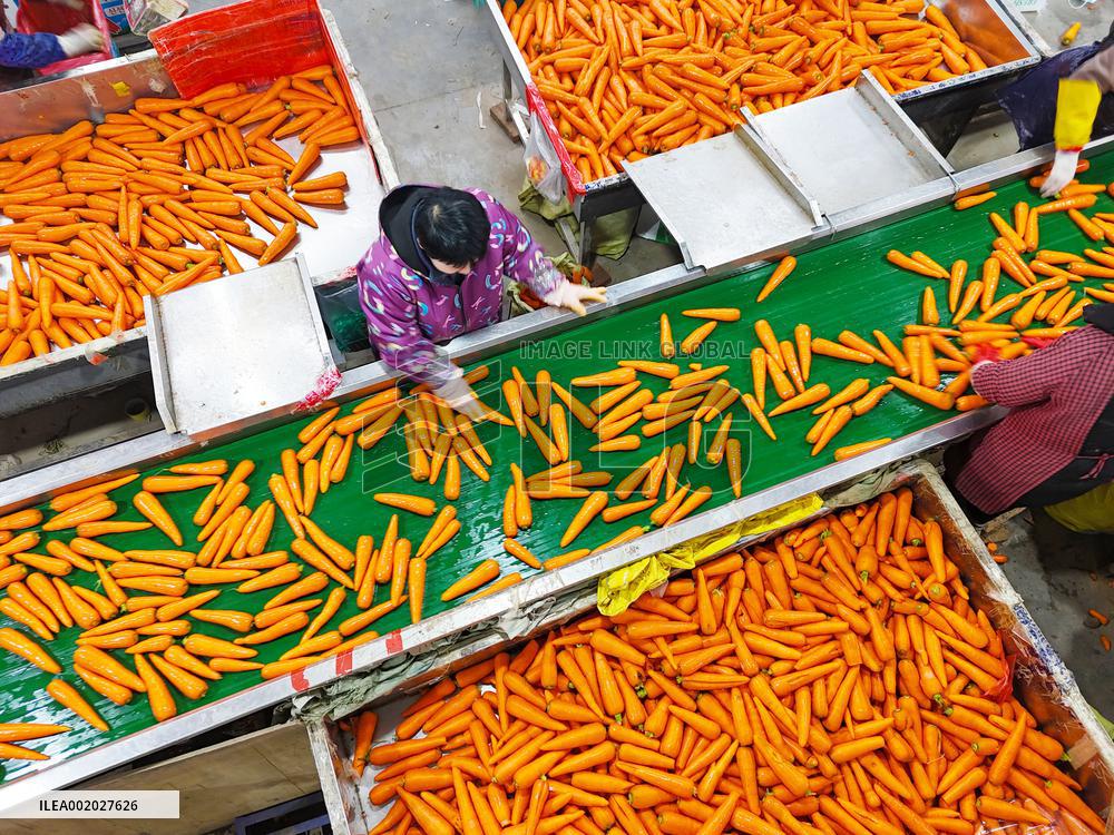 Harvested Carrot in Laixi