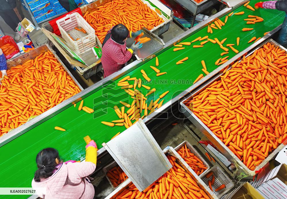 Harvested Carrot in Laixi