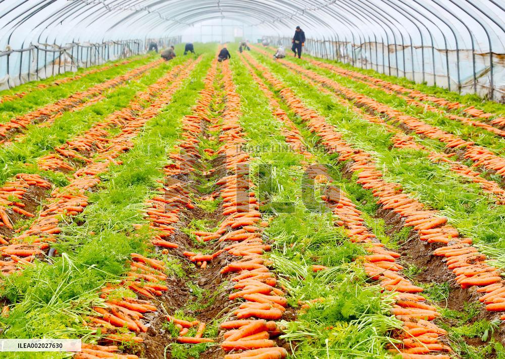 Harvested Carrot in Laixi