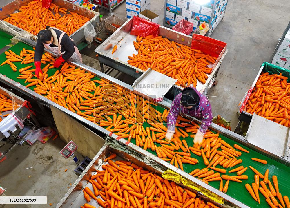 Harvested Carrot in Laixi