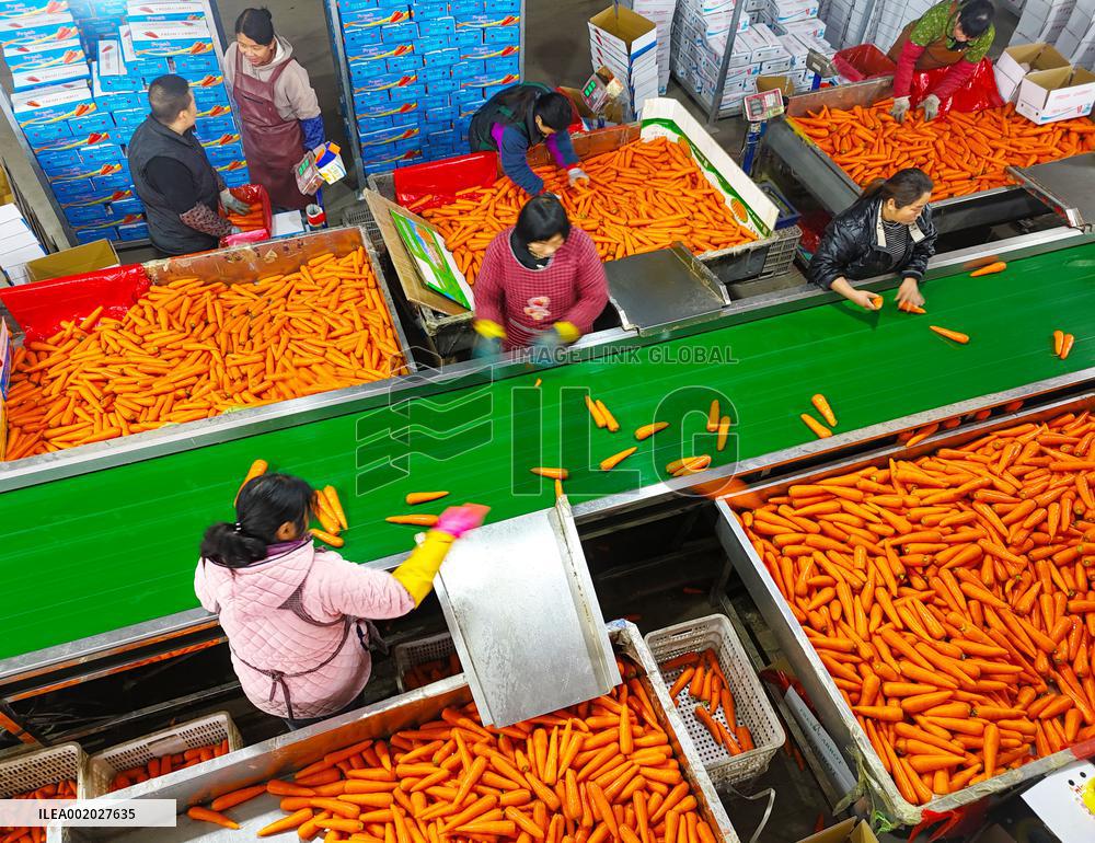 Harvested Carrot in Laixi