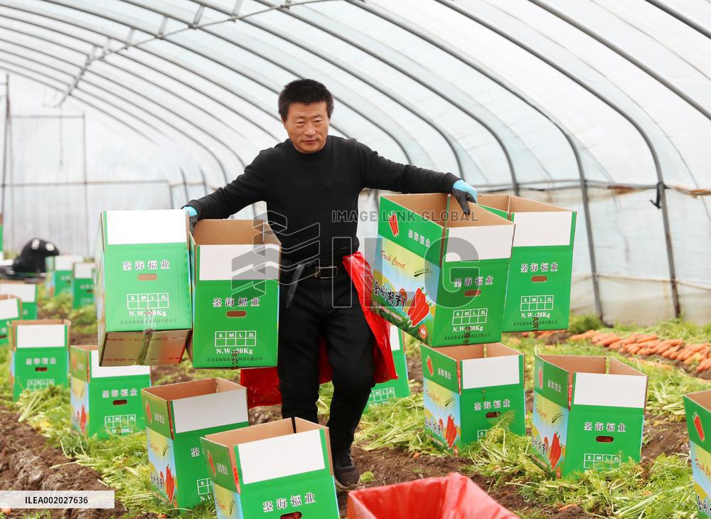 Harvested Carrot in Laixi