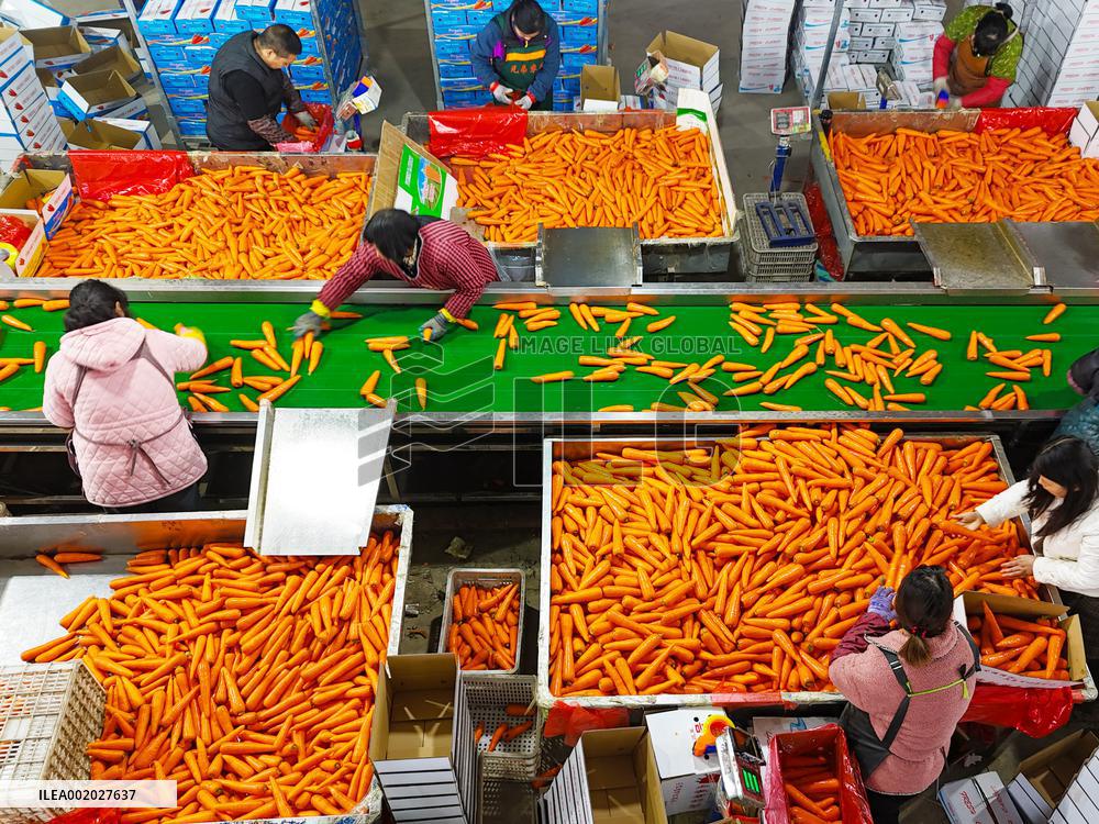 Harvested Carrot in Laixi