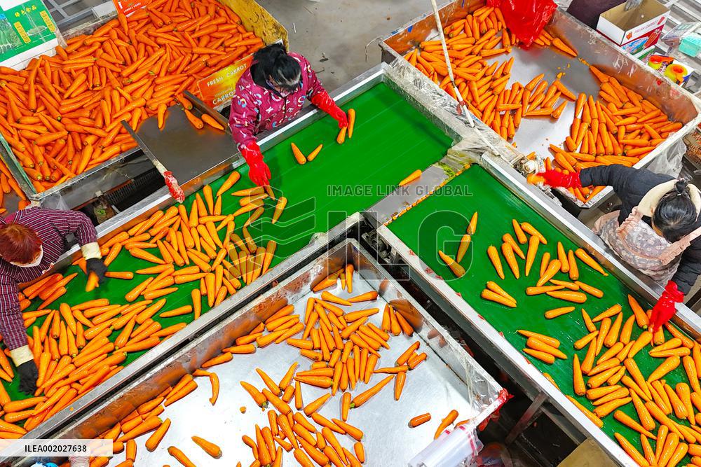 Harvested Carrot in Laixi