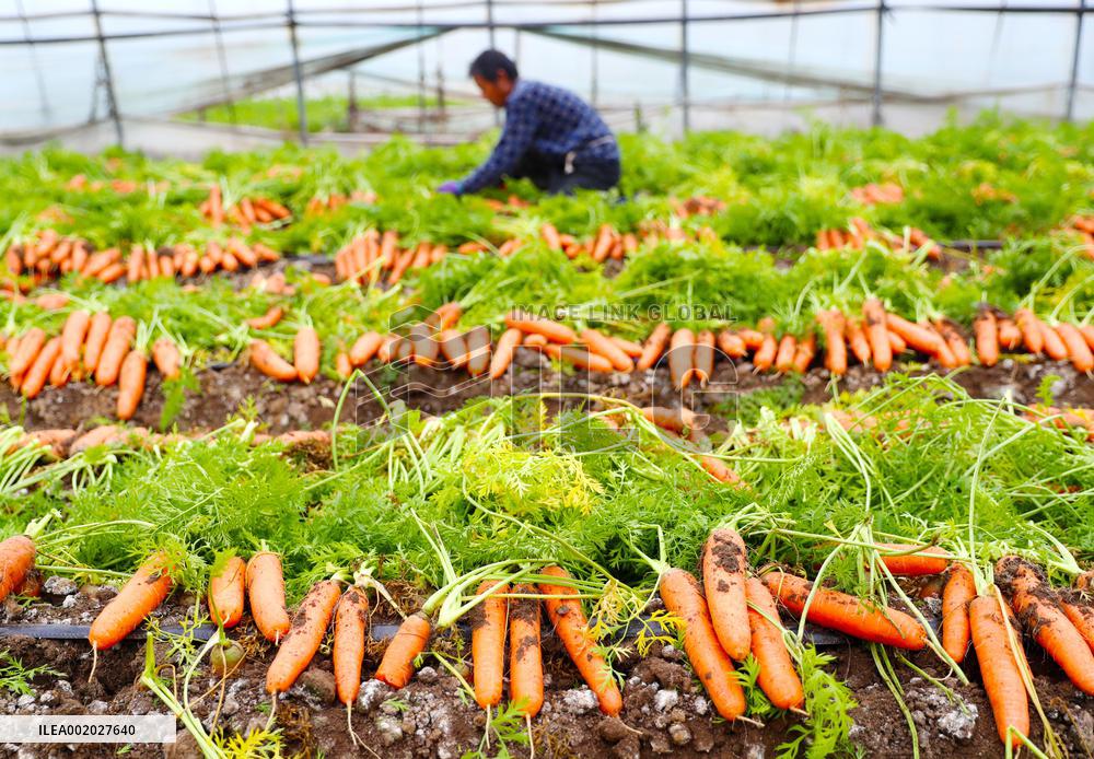 Harvested Carrot in Laixi