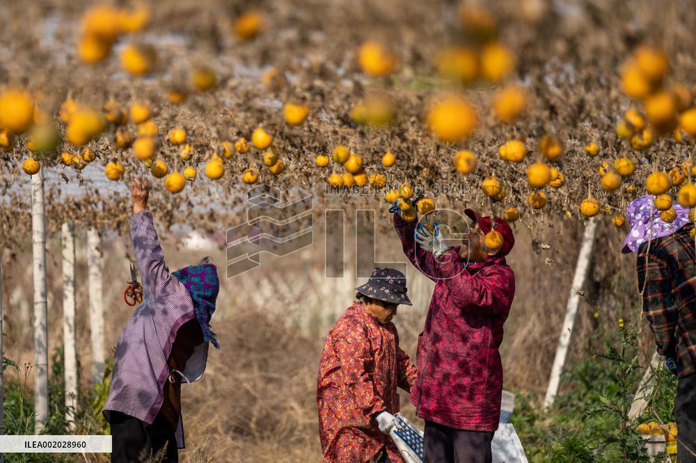 Farmers Harvest Mature Trichosanthes