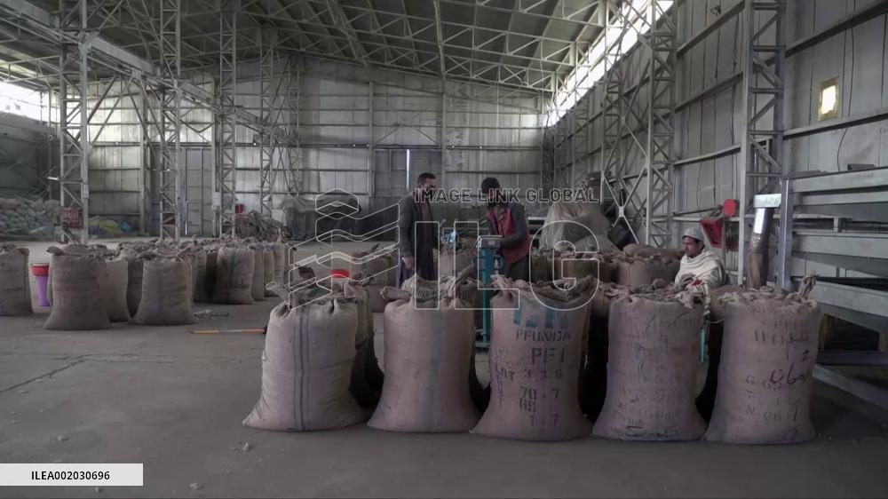 Pine nut exports to China spur job opportunities for Afghans