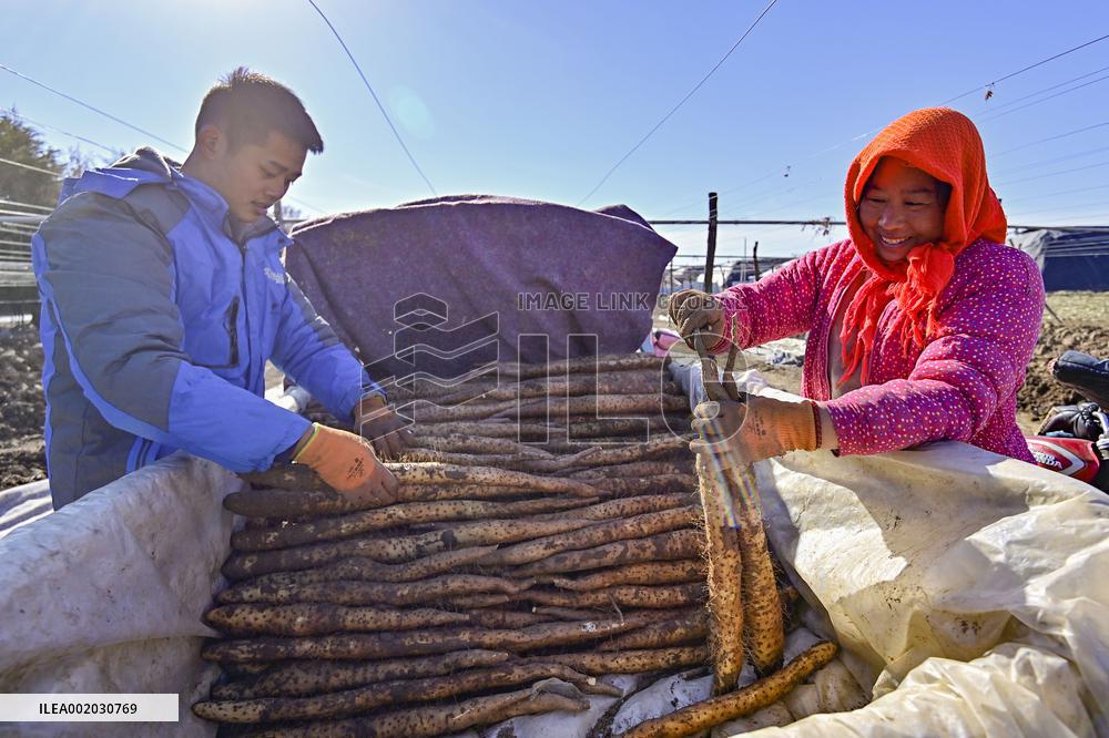 Yam Harvest in Qingzhou
