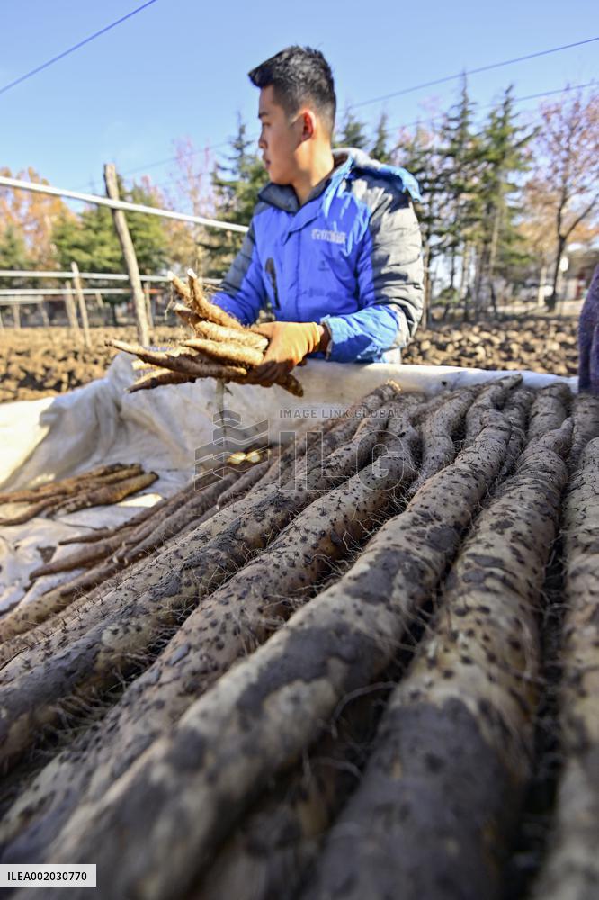 Yam Harvest in Qingzhou