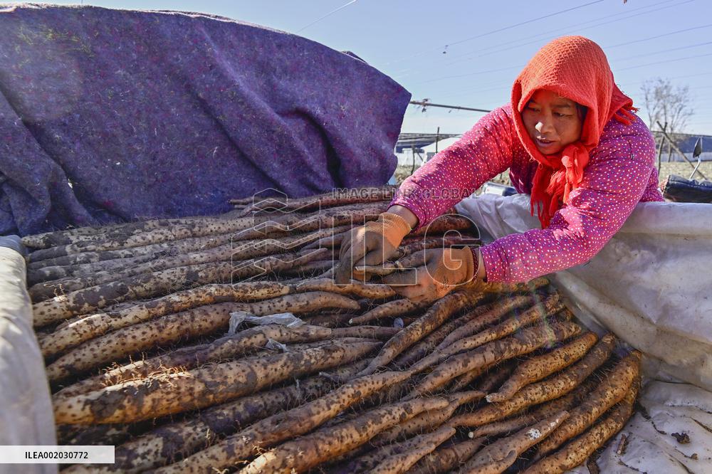 Yam Harvest in Qingzhou