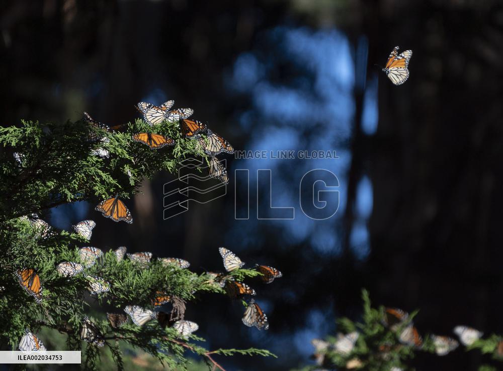 U.S.-CALIFORNIA-WESTERN MONARCH BUTTERFLIES