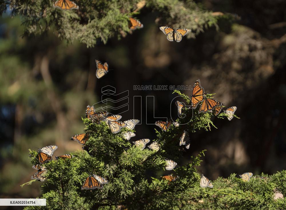 U.S.-CALIFORNIA-WESTERN MONARCH BUTTERFLIES