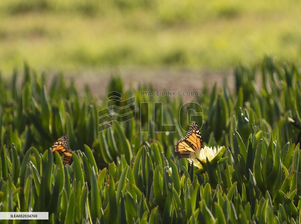 U.S.-CALIFORNIA-WESTERN MONARCH BUTTERFLIES