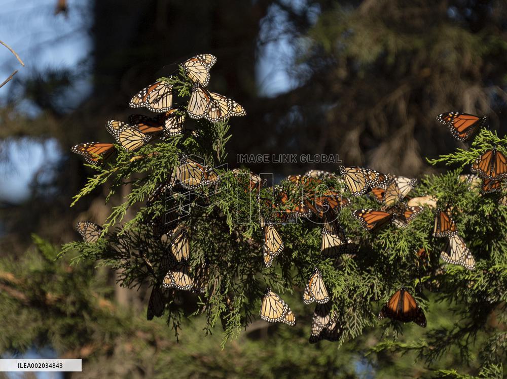 U.S.-CALIFORNIA-WESTERN MONARCH BUTTERFLIES