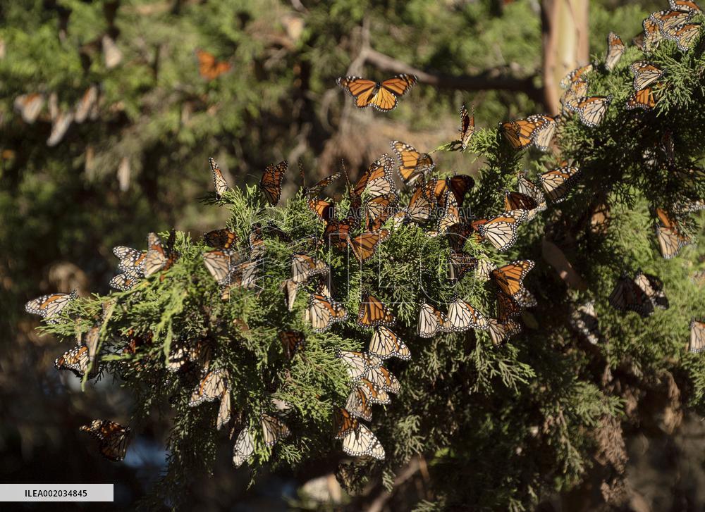 U.S.-CALIFORNIA-WESTERN MONARCH BUTTERFLIES