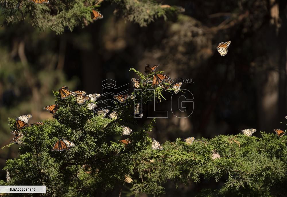 U.S.-CALIFORNIA-WESTERN MONARCH BUTTERFLIES