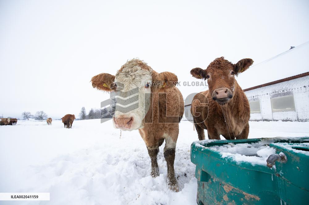 Organic beef farm