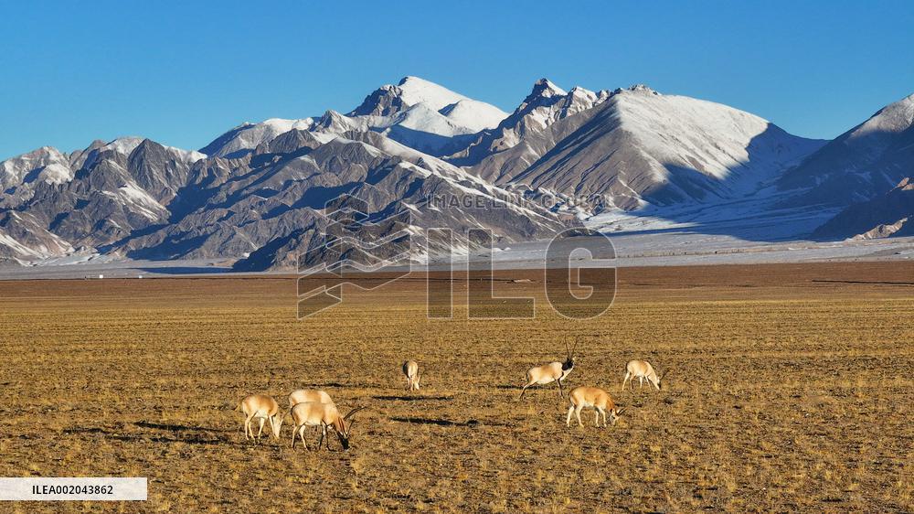 Xinhua Headlines: Nature thrives in Xinjiang's mountain reserve amid enhanced conservation efforts