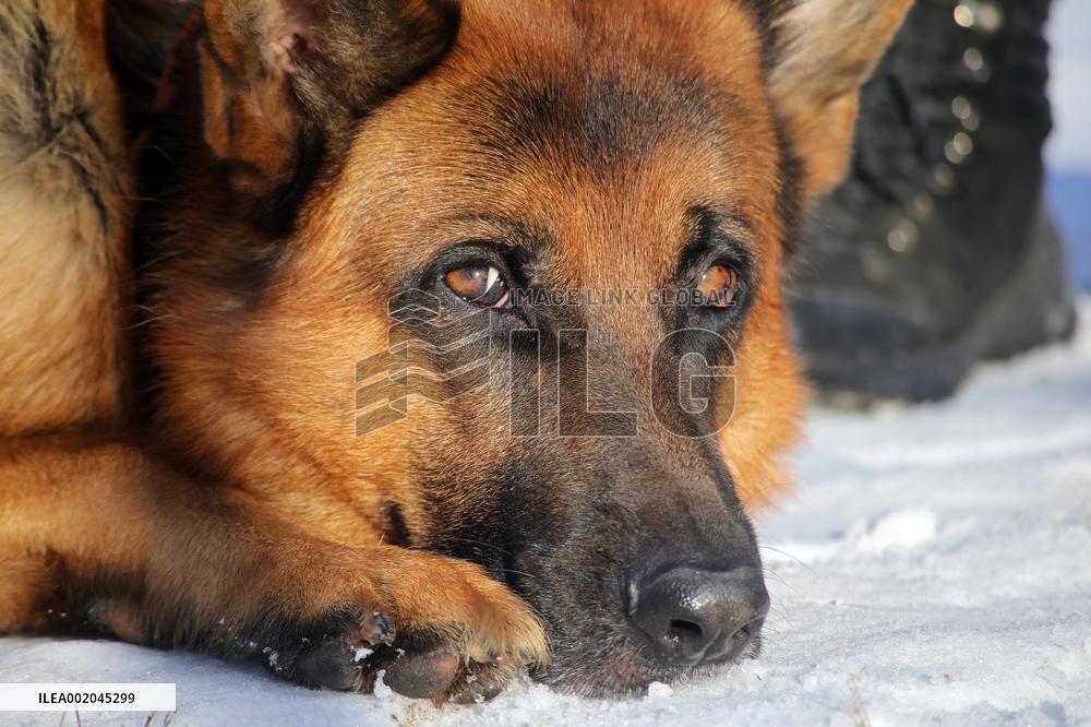 German Shepherd Karbon sets record of Ukraine