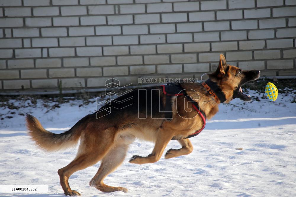 German Shepherd Karbon sets record of Ukraine