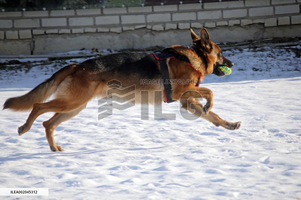 German Shepherd Karbon sets record of Ukraine