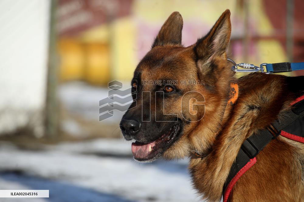 German Shepherd Karbon sets record of Ukraine
