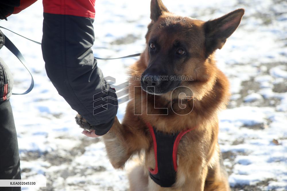German Shepherd Karbon sets record of Ukraine