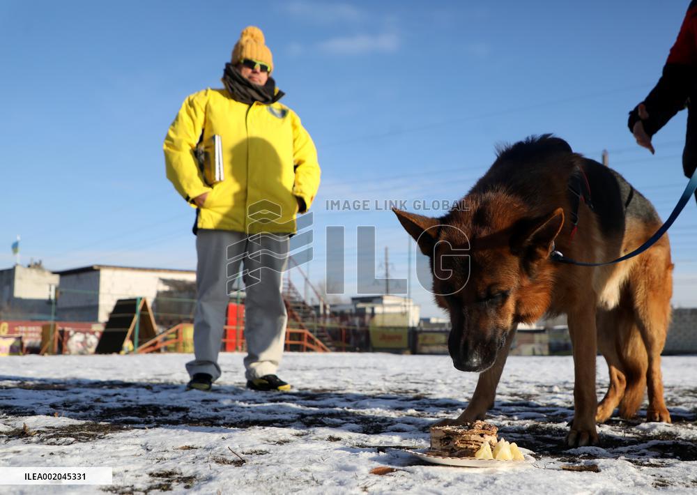 German Shepherd Karbon sets record of Ukraine
