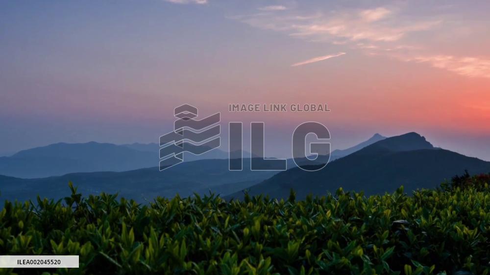 How white tea spurs prosperity to China's Fuding  | Sunny's Spotlight