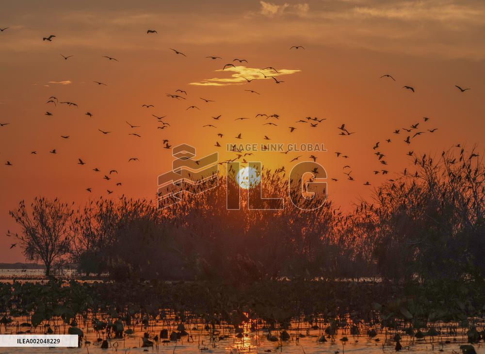 Hongze Lake Wetland National Nature Reserve in Suqian