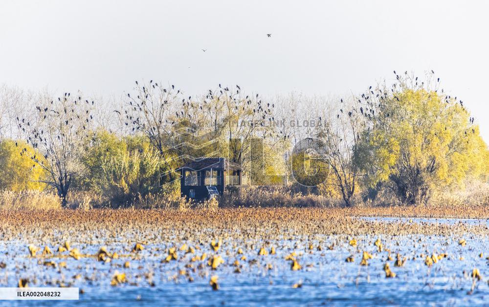 Hongze Lake Wetland National Nature Reserve in Suqian