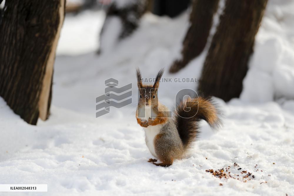 RUSSIA-MOSCOW-SNOW-DAILY LIFE