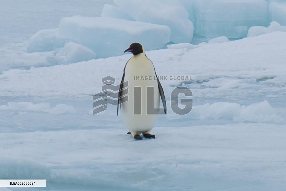 (EyesonSci)CHINA-XUELONG 2-ICE FLOES