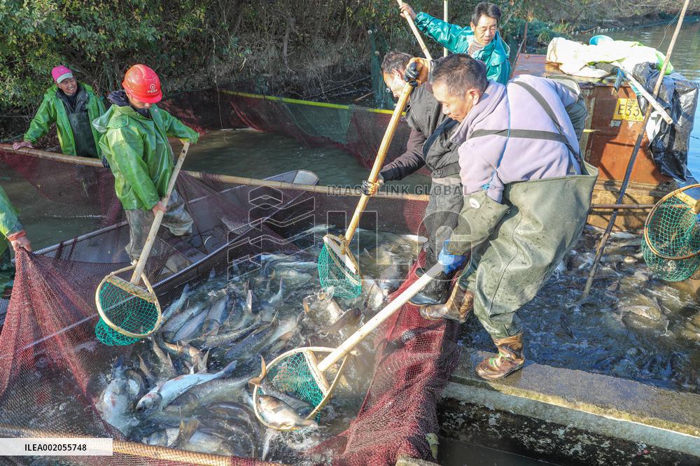 Ecological Breeding in Huzhou
