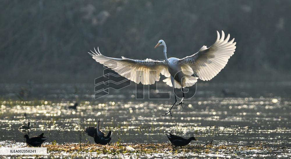 #(EcoChina)CHINA-WINTER-SCENERY (CN)