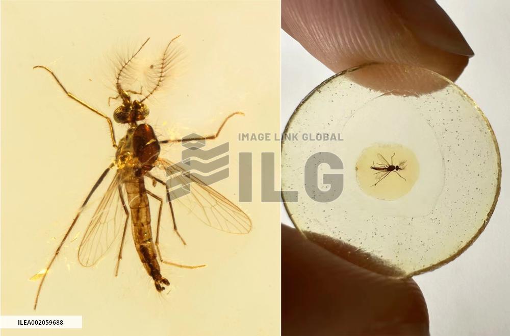 CHINA-JIANGSU-NANJING-FOSSIL-MALE MOSQUITOES-BLOOD SUCKING (CN)