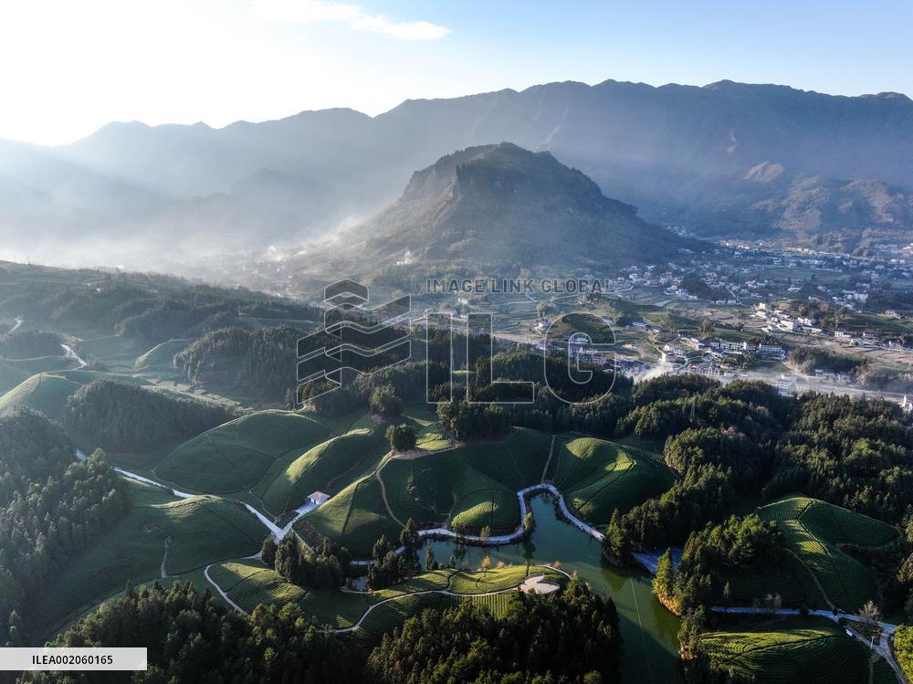 CHINA-HUBEI-HEFENG-TEA GARDEN-SCENERY (CN)