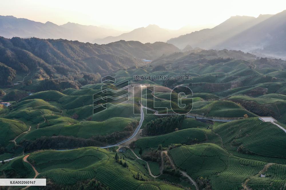 CHINA-HUBEI-HEFENG-TEA GARDEN-SCENERY (CN)