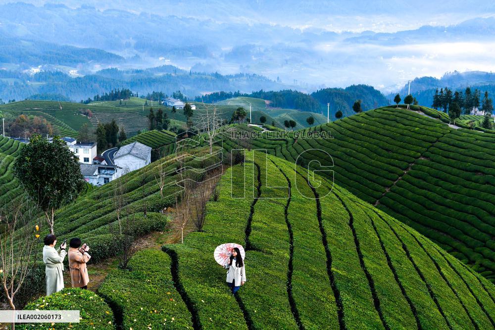 CHINA-HUBEI-HEFENG-TEA GARDEN-SCENERY (CN)