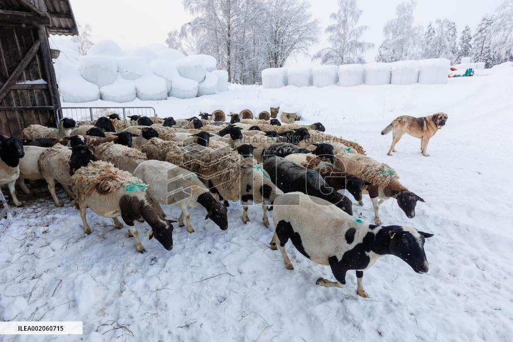 Livestock in winter